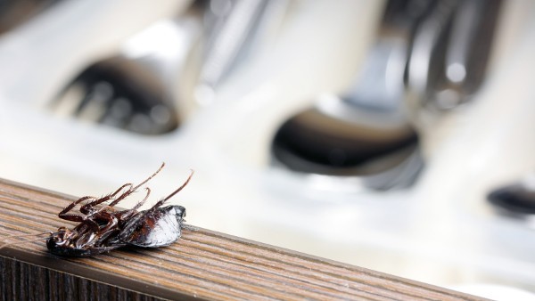 Canberra café owner fined $16,000 after refusing to kill cockroaches on moral grounds